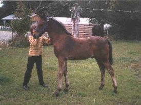 Percy
