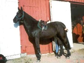 Pedro 3 år