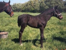 Phelix  2 uger gammel