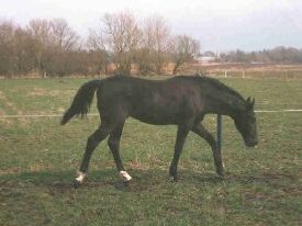 Phelix-1 år