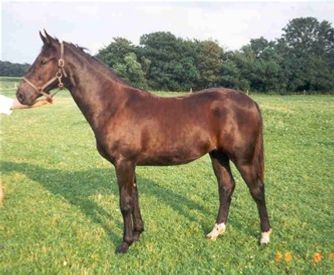 Phelix, 1½ år