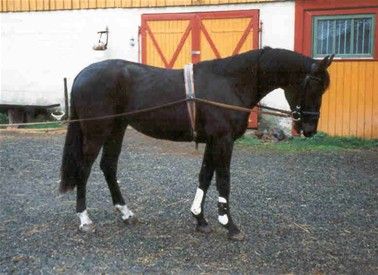 Phelix- 2 år
