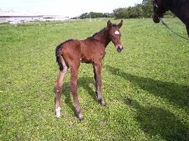 Picant, her en halv dag gammel.