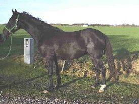 Corleone, her 2½ år gammel