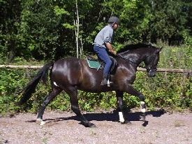 Corleone, tilridning igang, her med Vidar i sadlen, august 05