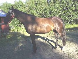 Corleone, 4 år gammel